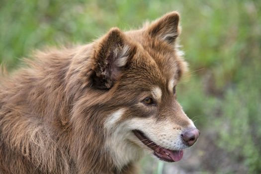 brown Finnish Lapphund walking in the nature