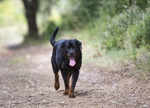 purebred rottweiler walking in the nature in autumn