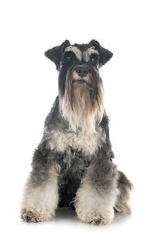 miniature schnauzer in front of white background