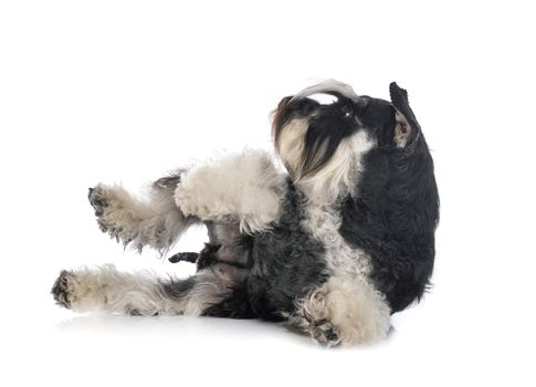 miniature schnauzer in front of white background