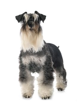 miniature schnauzer in front of white background