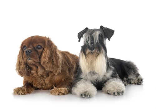 miniature schnauzer and cavalier king charles in front of white background