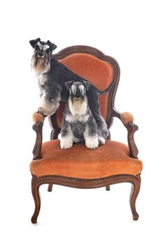 miniature schnauzers in front of white background