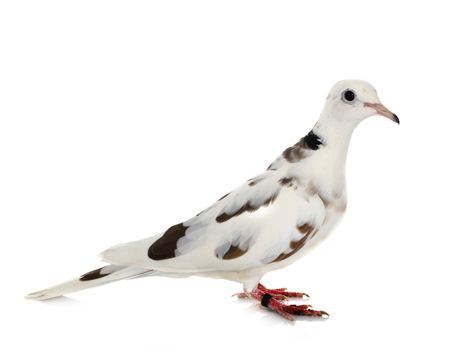 African collared dove in front of white background