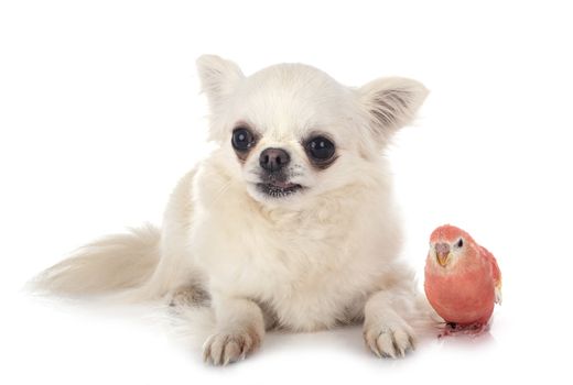 Bourke parrot and chihuahua in front of white background