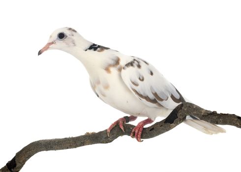 African collared dove in front of white background