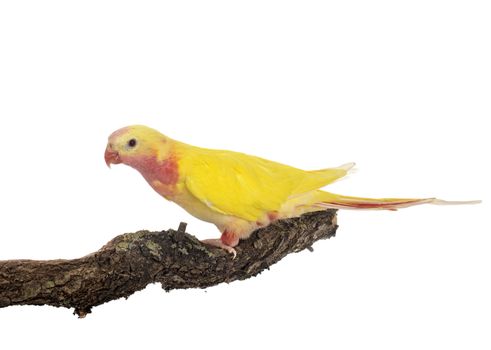 Princess parrot in front of white background