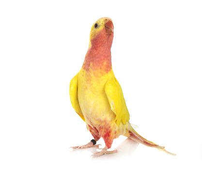 Princess parrot in front of white background