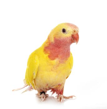 Princess parrot in front of white background