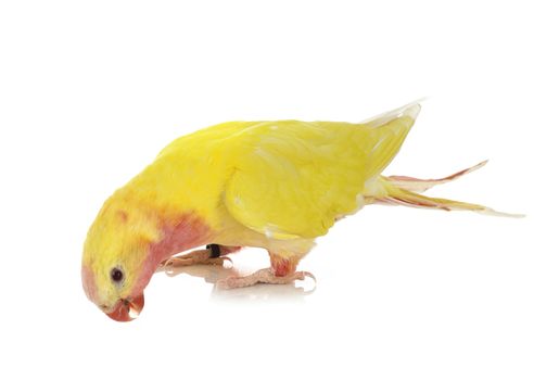 Princess parrot in front of white background