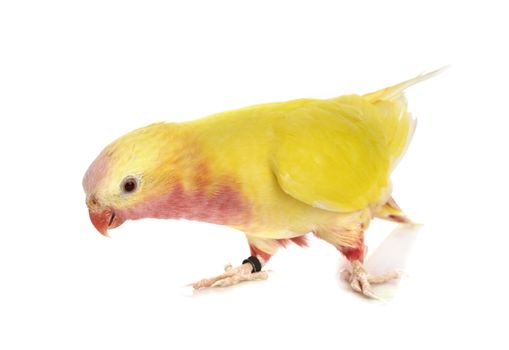 Princess parrot in front of white background