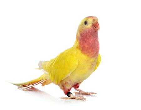 Princess parrot in front of white background