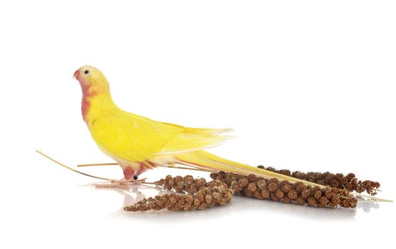 Princess parrot in front of white background