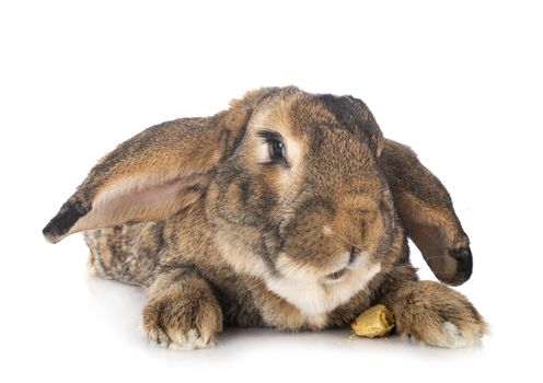 Flemish Giant rabbit in front of white background