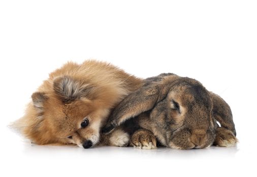 Flemish Giant rabbit and spitz in front of white background