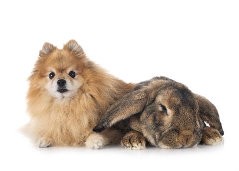 Flemish Giant rabbit and spitz in front of white background