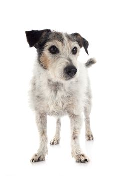 old jack russel terrier in front of white background