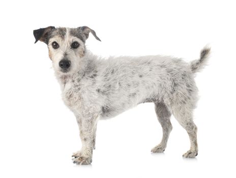 old jack russel terrier in front of white background