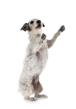 old jack russel terrier in front of white background