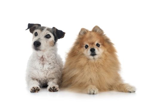 old jack russel terrier and spitz in front of white background