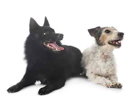 old jack russel terrier and Schipperke in front of white background