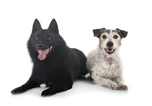 old jack russel terrier and Schipperke in front of white background