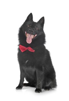 purebred Schipperke in front of white background