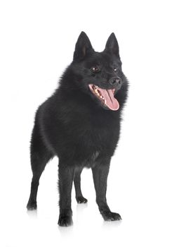 purebred Schipperke in front of white background