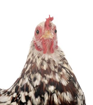 Pekin Bantam in front of white background