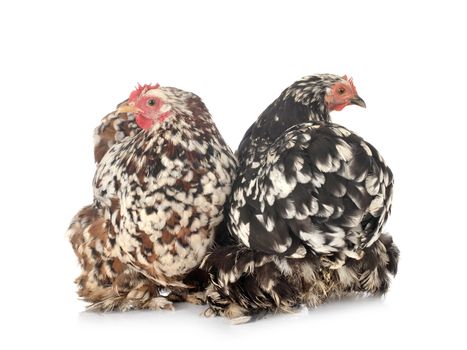 Pekin Bantam in front of white background