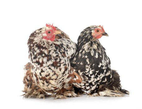 Pekin Bantam in front of white background