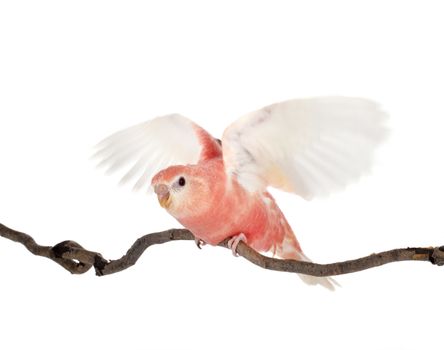 Bourke parrot in front of white background