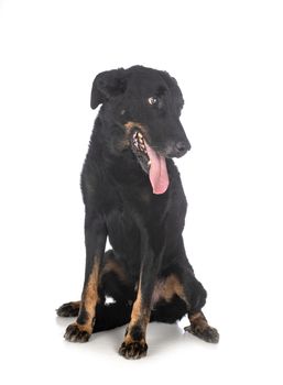 old beauceron in front of white background
