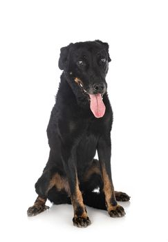 old beauceron in front of white background