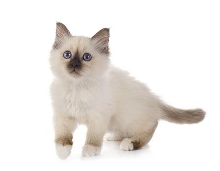 birman kitten in front of white background