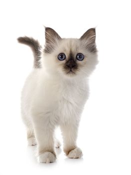 birman kitten in front of white background