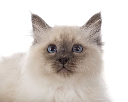 birman kitten in front of white background