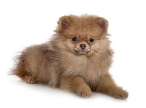 young pomeranian in front of white background