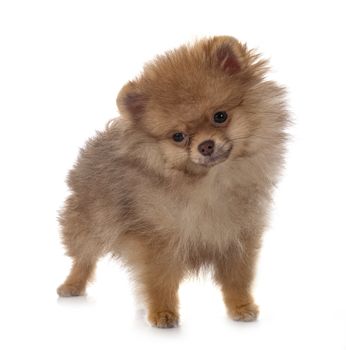 young pomeranian in front of white background