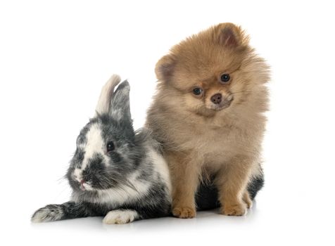 young pomeranian and rabbit in front of white background