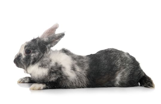 Lionhead rabbit in front of white background