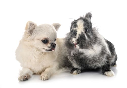 Lionhead rabbit and chihuahua in front of white background