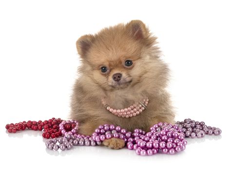 young pomeranian in front of white background