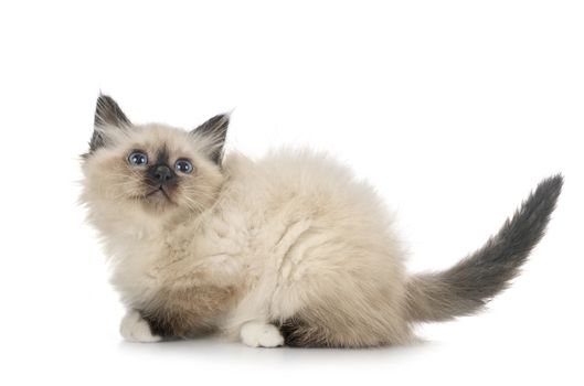 birman kitten in front of white background