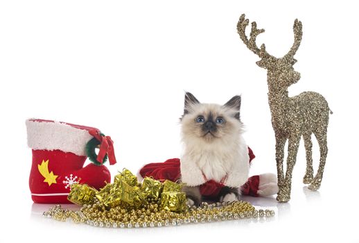 birman kitten in front of white background