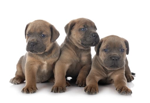 puppies italian mastiff in front of white background