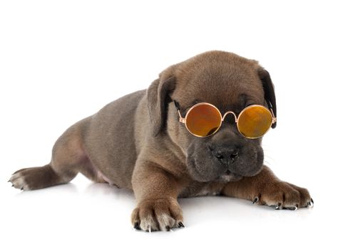 puppy italian mastiff in front of white background