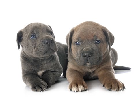 puppies italian mastiff in front of white background