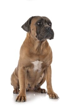  italian mastiff in front of white background