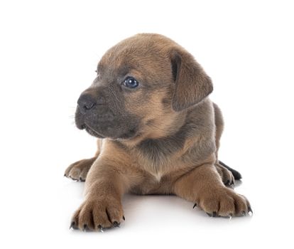 puppy italian mastiff in front of white background